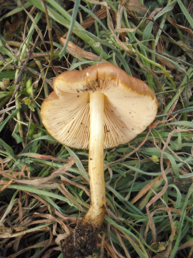 Pluteus (cfr. Pluteus romellii)